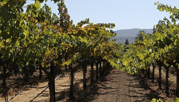Tasting Cabernet Sauvignon & Bordeaux Blends | A Cab Sav Guide