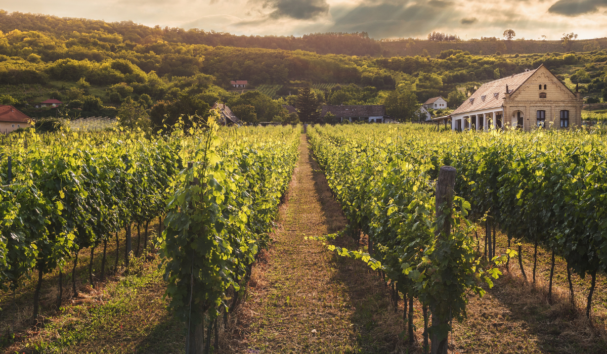 Central’s Guide to Key Spanish Wine Regions
