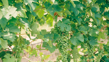 Chardonnay