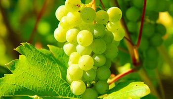 Duck Point wines