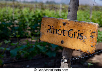 What does Pinot Gris taste like?