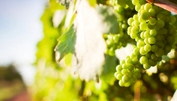 Our biggest wine region by Joelle Thomson