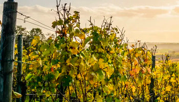 Puglia and its big, bold reds by Joelle Thomson