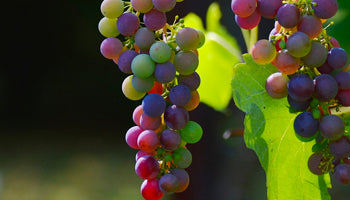 red wine grapes