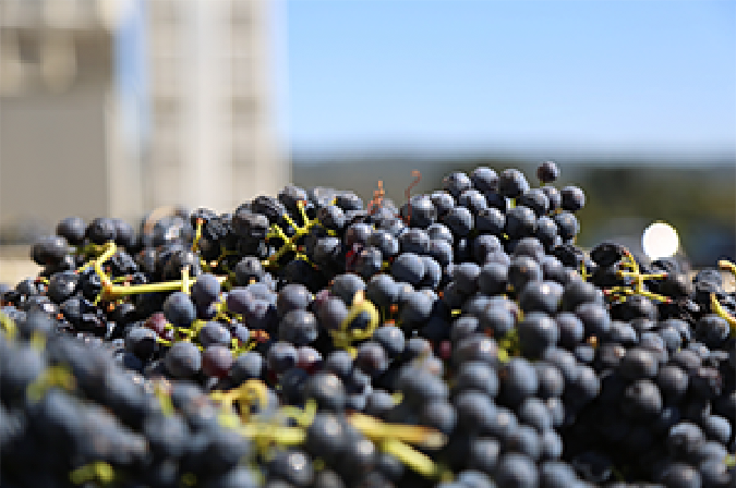Top 10 Tips on… Organic Wine and what it means