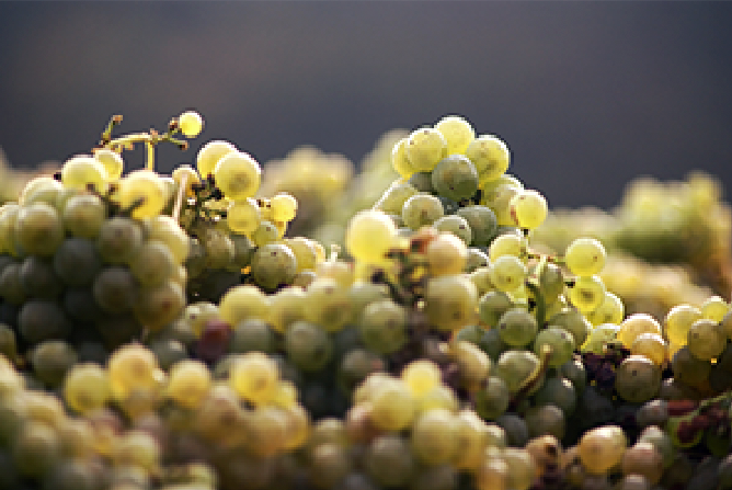 Top 10 Tips on…Pinot Gris, Pinot Grigio, Grauburgunder and Rulander...