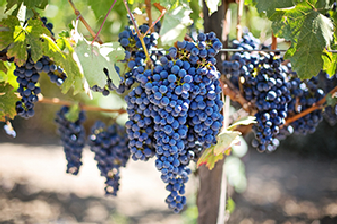 Top 10 Tips on… Sangiovese