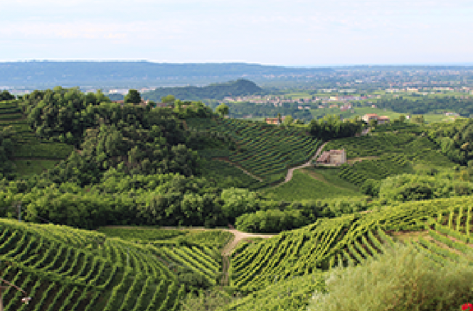 Top 10 Tips on… Nebbiolo