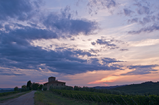 Sunset over vineyard