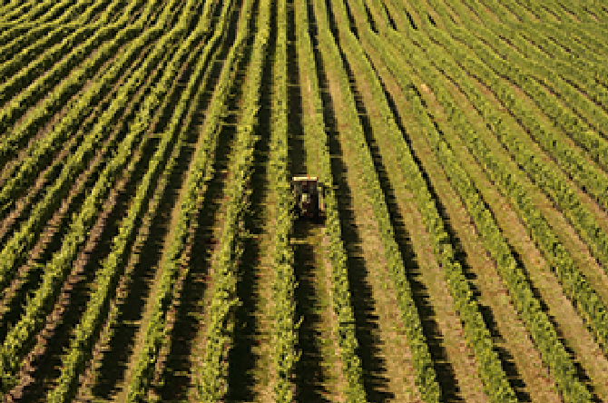 New Zealand Vineyard 