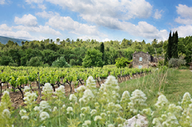 French Vineyard 
