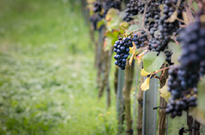 Grape Vines. 