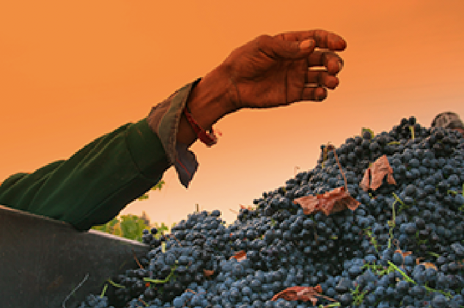 Hand next to a pile of grapes. 