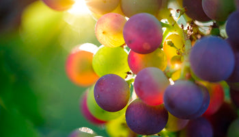 Appassimento grapes