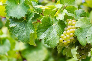 Top 10 Tips on… Riesling