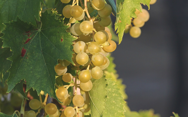 Guide to Riesling